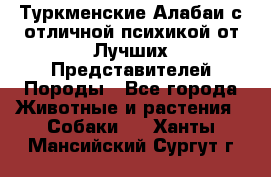 Туркменские Алабаи с отличной психикой от Лучших Представителей Породы - Все города Животные и растения » Собаки   . Ханты-Мансийский,Сургут г.